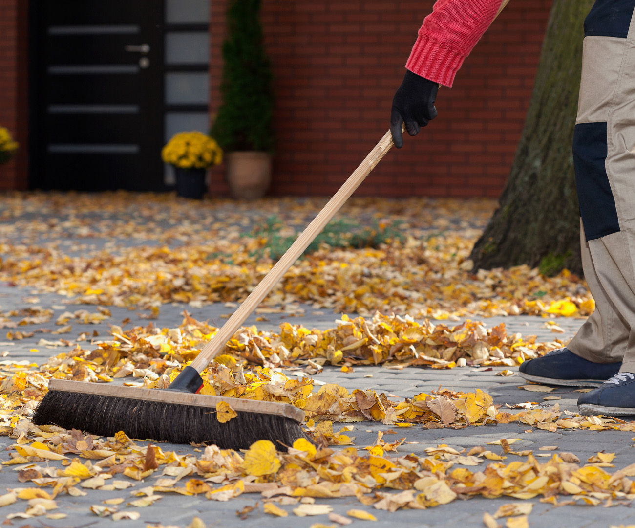 An image of someone brushing the leaves